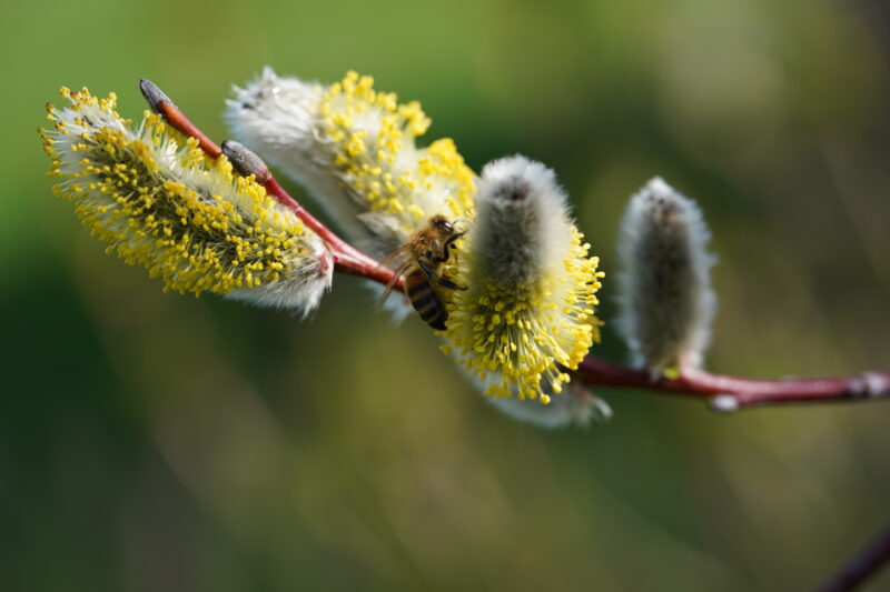 Biene auf Blüte Umweltschutz Patenschaft