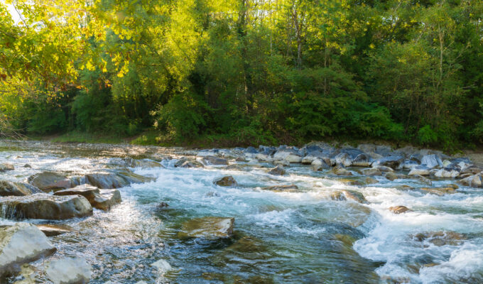 Ein Fluss im grünen Wald