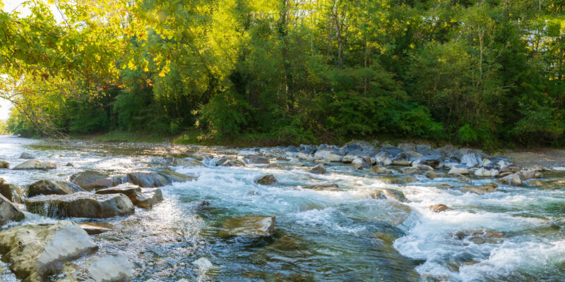 Ein Fluss im grünen Wald